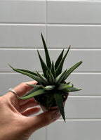 Polki